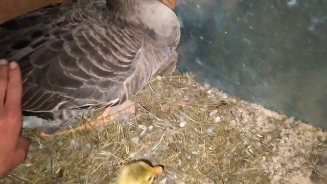 Обзор дачи смотреть онлайн