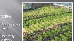 Какой сидерат сеять.