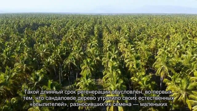 Сандаловое дерево находится под угрозой исчезновения смотреть онлайн