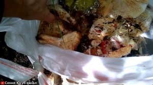 Поехали семьёй в лес за грибами и кизилом осенью в Краснодарском крае. Жизнь после переезда на юг