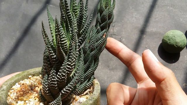 || HAWORTHIA ZEBRA CARE TIPS || смотреть онлайн