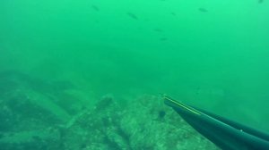 Подводная охота на  терпуг 2016