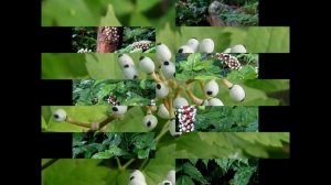 ВОРОНЕЦ /ACTAEA( растения/plants)( HD slide show)!