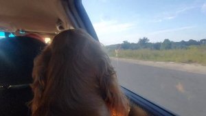 Влог "Соревнования с аджилити"|| Vlog