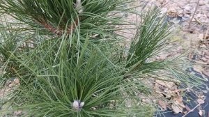 Pinus nigra Geant de suisse