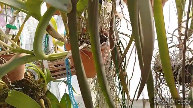 цветущие орхидеи в марте 2020 г. 2ч. смотреть онлайн