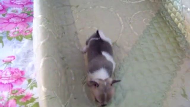 мальчики чихуахуа смотреть онлайн