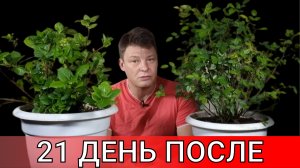 чем обработать и попрыскать чтобы гортензия и роза дали бутоны на 21 день после внесения домой