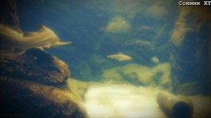 что значит когда приснилась Акула