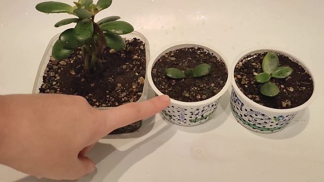 06.10.2021. Денежное дерево. Толстянка. Крассула. Посадила три дерева в дуршлаги. Как ускорить рост смотреть онлайн