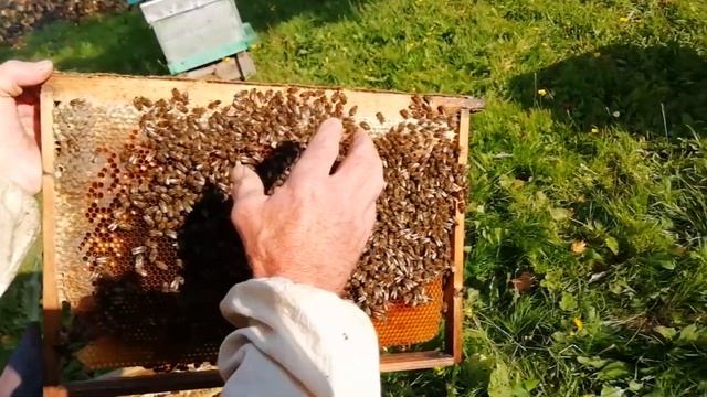 Пчеловодство №77 Осенняя ревизия, ещё одно видео об этом смотреть онлайн