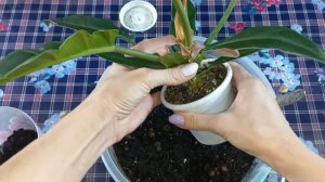 Болтается ФИЛОДЕНДРОН??Не откладывайте пересадку?Укрепление ствола?Нарроу Эскейп?Narrow Escape?Грун