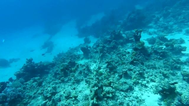 Красное море. Коралловый риф. Шарм-эль-шейх. Domina coral bay. смотреть онлайн
