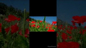 Дынна эжим.Снежана Даваа