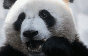 Это любовь? Панды из Московского зоопарка впервые встретились друг с другом