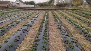 17 10 2021 Корневой рак ежевики, малины  Моё мнение