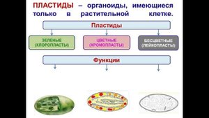 Тема 5. Клеточное строение живых организмов. Строение растительной клетки. Лабораторная работа №4,5