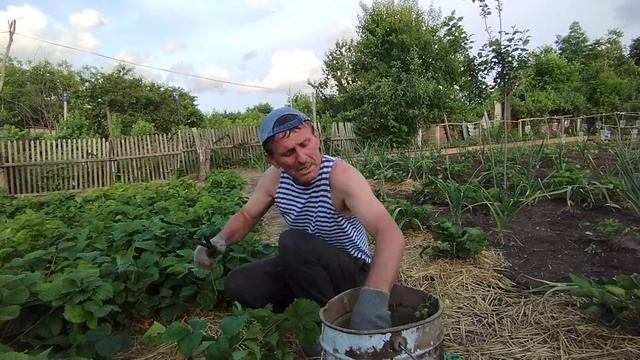 Омолаживание кустов клубники Виктории