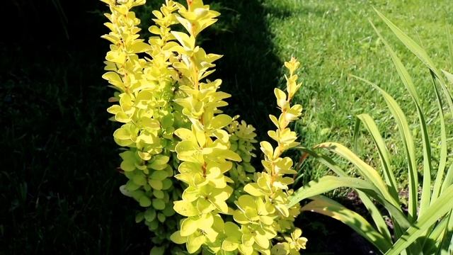 БАРБАРИСЫ ДОБАВЯТ ЯРКИХ КРАСОК В САД. 16.07.2023г. БЕЛАРУСЬ,ГОМЕЛЬСКАЯ ОБЛАСТЬ смотреть онлайн