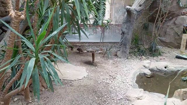 Berlin Zoo 🐼 #українавберліні смотреть онлайн