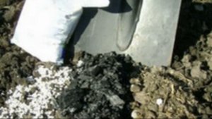 Редька дайкон от посадки до хранения