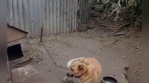 Собака на цепи??????