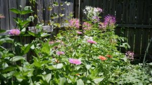 Summer Pastel Scabiosa and Larkspur Flower Arrangement from the Cut Flower Garden