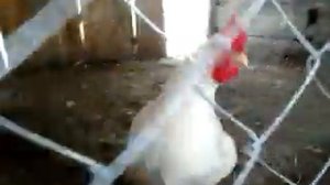 Комбинированый курятник в землянке