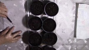 Рассада помидор в стаканчиках с землей