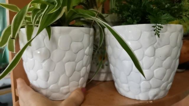 Мои цветочки! Покупка комнатных цветов.
