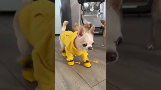 Чихуахуа?очень красивый наряд для питомца! Смешные и забавные! Одежда для собак маленьких пород ? смотреть онлайн