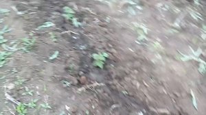 Малина Октавия