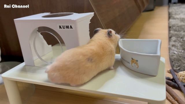ケージ掃除中に散歩するハムスター【観察】ゴールデンハムスターキンクマ