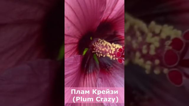 Гибискус травянистый, сорт Plum Crazy (Плам Крейзи), 18 августа 2022