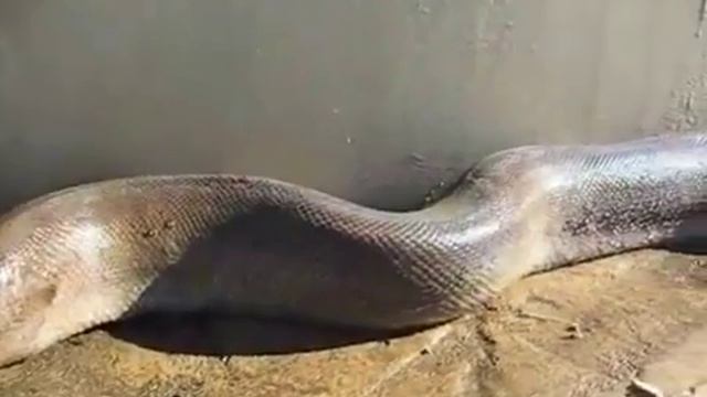 Очень страшная змея смотреть онлайн