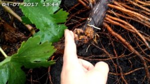 Удаляю больной куст. Бактериальный рак винограда