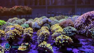 Огромный выбор аквакультурных кораллов в ЭкоРиф
