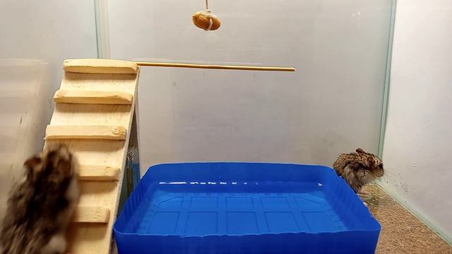 добудь еду или умри! Испытание для хомяков  #1 Пинки и Брейн