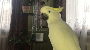 Попугай Какаду Кирюня в год Собаки залаял