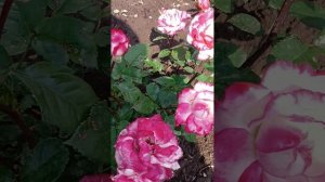 Канадская роза Луиза Багнет
