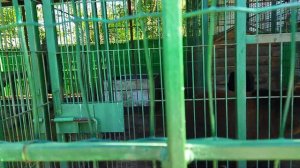 Обзор зоопарка в санатории Волжанка Чебоксары