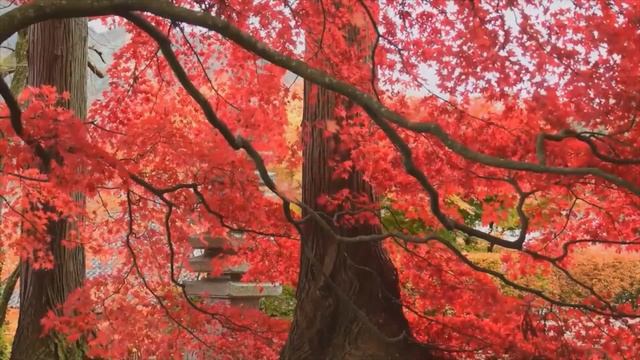 Лучшая музыка для сна. Релакс, который лечит болезни. Здоровый сон. смотреть онлайн