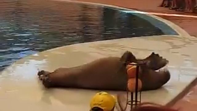 Морж танцует под музыку Майкла Джексона.MOV смотреть онлайн