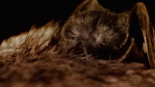 Летучие мыши - Вампиры смотреть онлайн