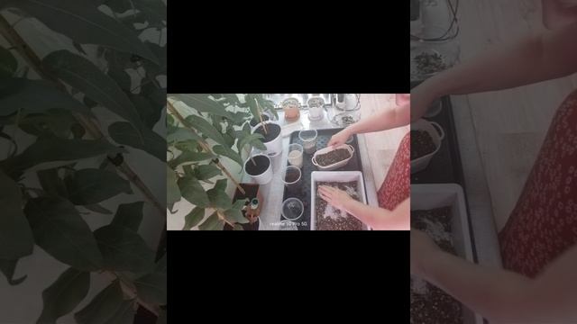 церопегия Вуди, пересадка в составной грунт для суккулентов