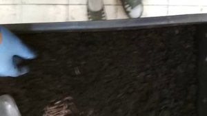 Промежуточные результаты выращивания дендробены на субстрате из торфа и ферметированной соломы.