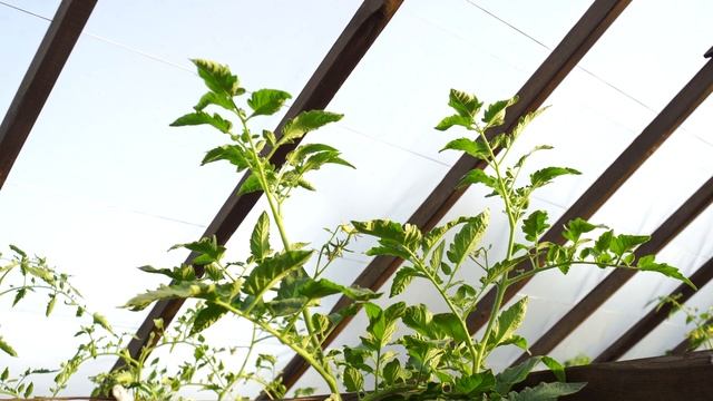 5 ВКУСНЫХ ТОМАТОВ ИЗ ПРОЕКТА "ТОМАТНЫЙ ГНОМ"! смотреть онлайн