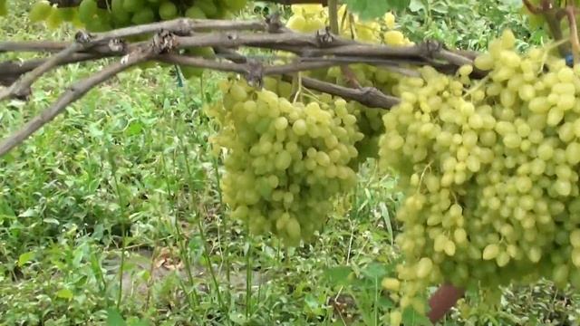 ГФ Бажена и Гелиодор смотреть онлайн