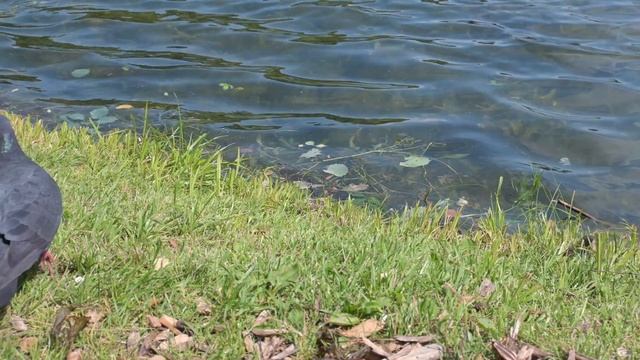 Утиные истории - мама утка с утятами. Тест видеовозможностей Nikon Z fc смотреть онлайн