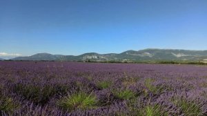 Лавандовые поля во Франции